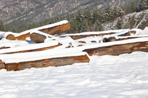 Timber stacks in snow with forest in background Stock Photos
