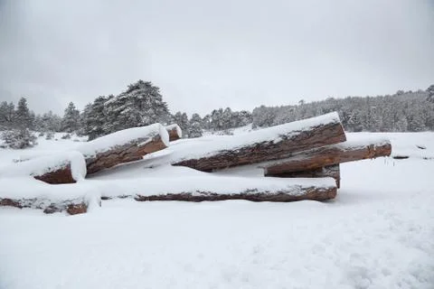 Timber stacks in snow with forest in background Stock Photos