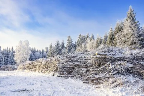 Timber storage in the forest with snow and hoarfrost on a cold winter day, Stock Photos