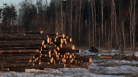 Timber in storage. General view on stock. 2013 Stock Footage 49071325