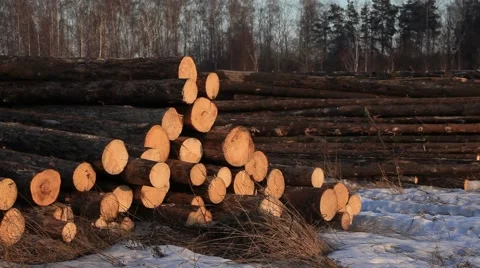 Timber in storage. General view on stock. 2013 Stock Footage 49071396