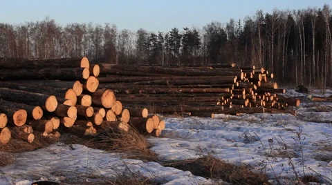 Timber in storage. General view on stock. 2013 Stock Footage 49071408