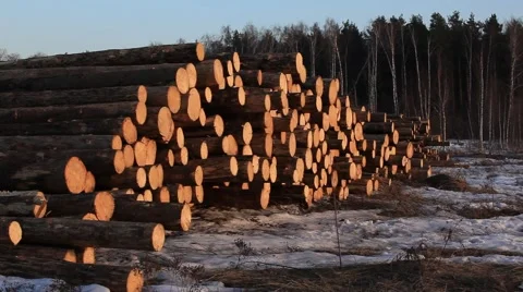 Timber in storage. General view on stock. 2013 Stock Footage 49071472