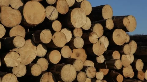 Timber in storage. General view on stock. 2013 Stock Footage 49109699
