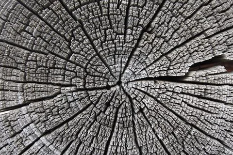 Timber texture Stock Photos