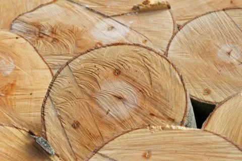 Timber Textures: Cross-Section of Freshly Felled Beech Trunks 库存照片