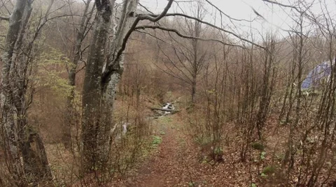 Timber Through a Mountain Stream Among the Woods Stock Footage 64032857