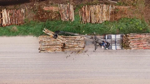 Timber Traceability In Latvia - Loading Wood For Sustainable Supply Chains Stock Footage 345473617
