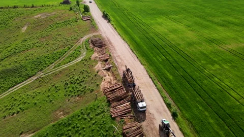 Timber truck loading a cut trees in forest. Stock Footage 156595959