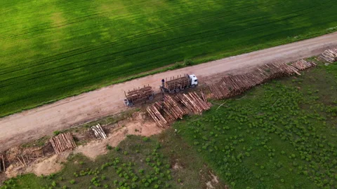 Timber truck loading a cut trees in forest. Stock Footage 156596141