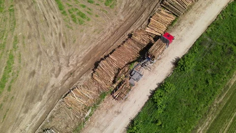 Timber truck loading a cut trees in forest. Deforestation 스톡 동영상 156609613