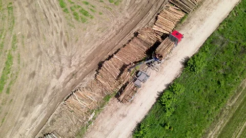Timber truck loading a cut trees in forest. Deforestation Stock Footage 156609808