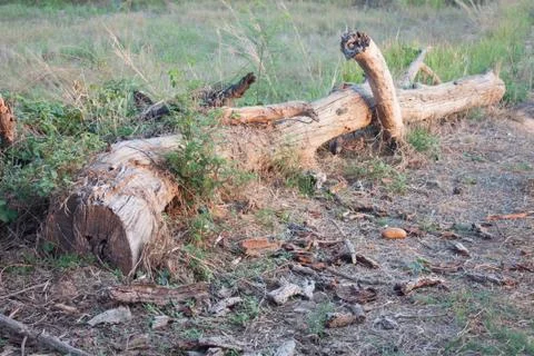 Timber was covered with small trees. the sun at dusk near Stock Photos
