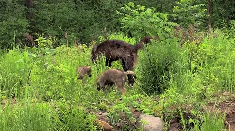 Timber wolf and three pups Video stock 46420397