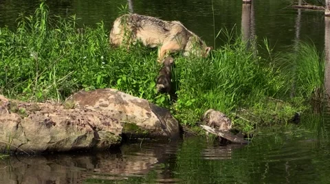 Timber wolf and two wet pups Stock Footage 46419521