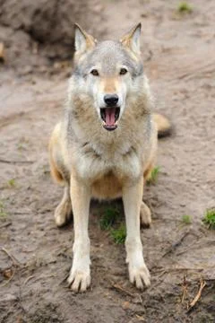 Timber Wolf (Canis lupus) 写真素材