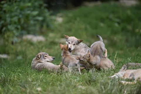 Timber Wolf Canis lupus two adult with cubs captive Germany Europe Stock Photos