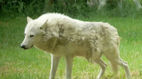 Timber Wolf Stock Footage 24803921