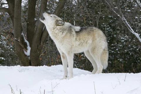 Timber Wolf howling. Stock Photos