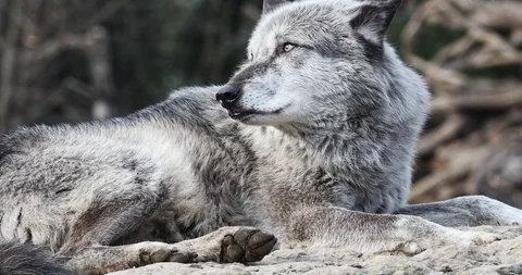 Timber wolf laying in the sun in close up Stock Footage 86276274