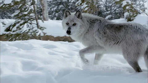 Timber wolf looking at the camera while running in the snow Stock Footage 113231764