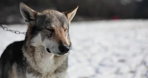 Timber wolf or dog in snow on chain Stock Footage 243376813