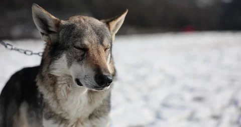 Timber wolf or dog in snow on chain Stock Footage 259176687