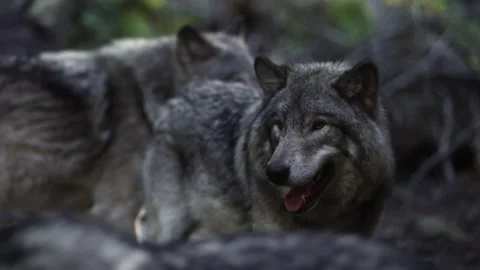 Timber wolf pack rack focus wolves look up slomo Stock Footage 220948783
