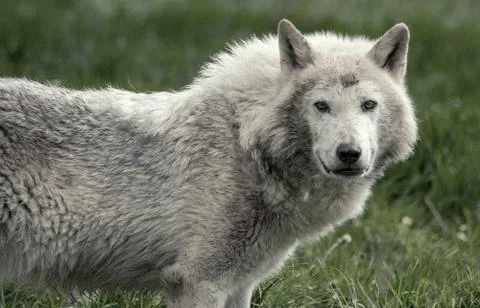 Timber wolf Stock Photos