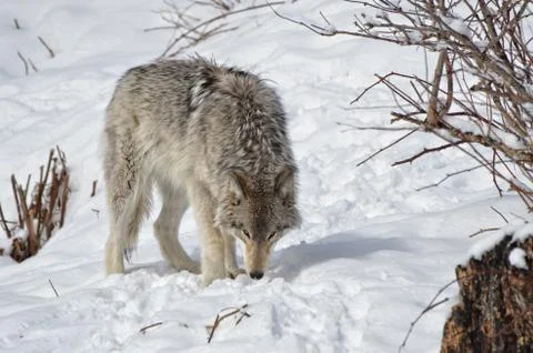 Timber Wolf Stock Photos