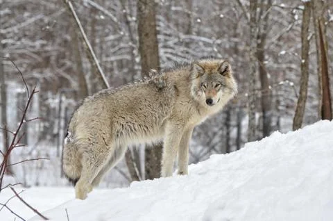 Timber Wolf Stock Photos