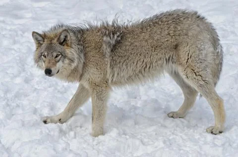 Timber Wolf Stock Photos