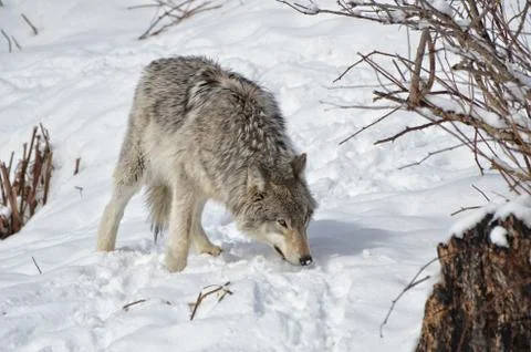 Timber Wolf Stock Photos