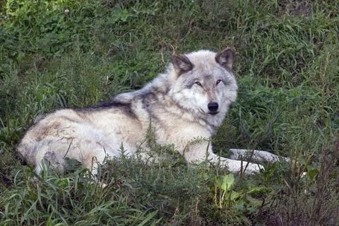 A Timber Wolf. Stock Photos