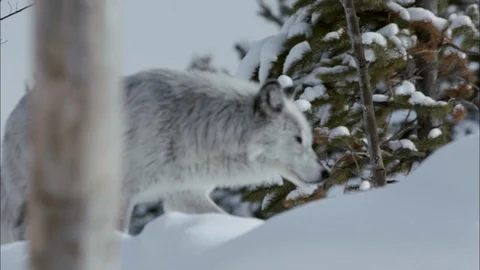 Timber wolf running through the snow Stock Footage 113232734