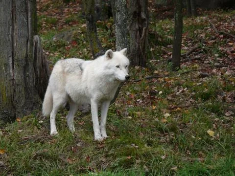 Timber wolf standing in the snow Foto stock
