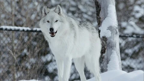 Timber wolf standing in the snowfall Stock Footage 113231949