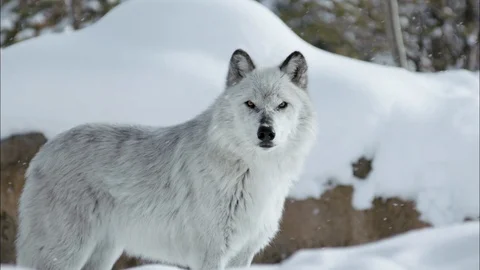 Timber wolf standing in the snowfall Stock Footage 113232064
