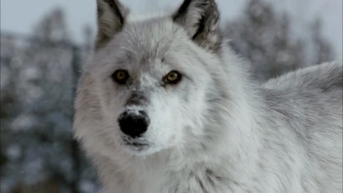 Timber wolf walking through the snow Stock Footage 113232255