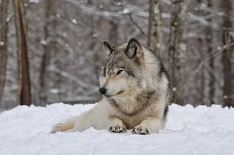 Timber Wolf Watching Stock Photos