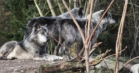 Timber wolfs howling in the sund 스톡 동영상 86272753