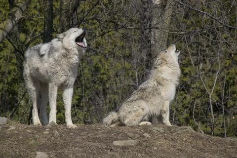 Timber Wolves howling. Stock Photos