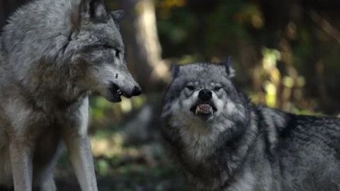 timber wolves snapping aggressively at e... | Stock Video | Pond5