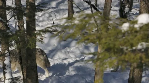 Timber wolves trotting through winter forest Stock Footage 219526307