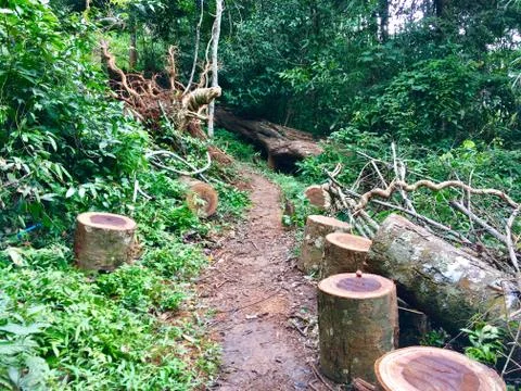 Timber wood in forest Stock Photos