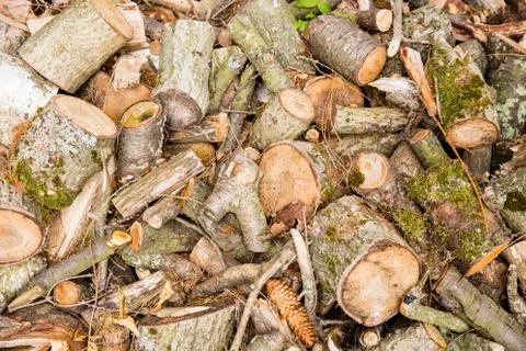 Timber wood Stock Photos