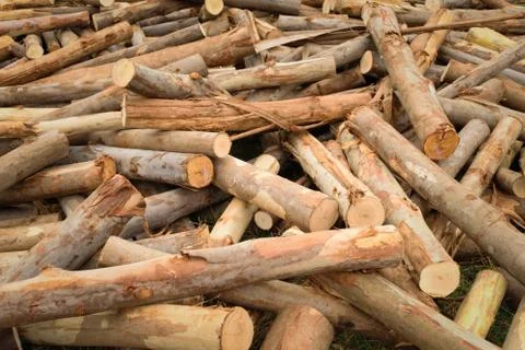 Timber wood texture Foto stock