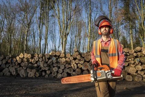Timber worker with chainsaw and cut logs in sustainable forest Stock Photos