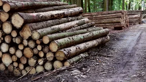 Timber yard with spruce logs, Picea, forestry, woodland, timber production Stock Footage 346221167