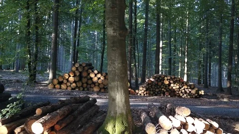 Timber_harvest Stock Footage 94560204